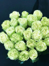 Роза Wasabi